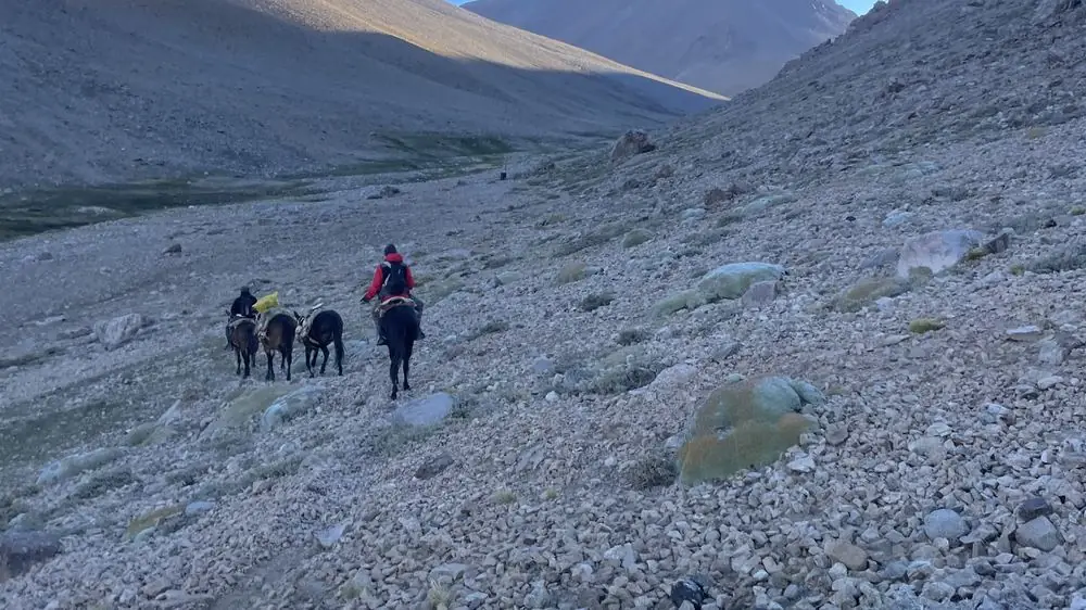 Arriero y mulas de carga cruzando una quebrada de alta cordillera al amanecer